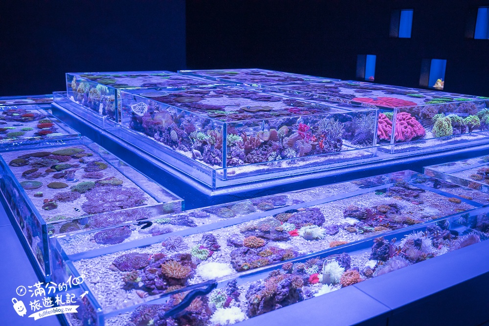 【台中海洋館】好玩嗎？TOP10個亮點帶你玩,台中海洋館沉浸式海洋體驗,最新玩樂攻略＆常見問題!