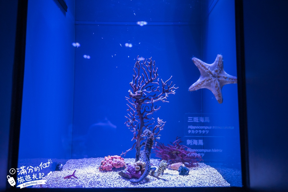 【台中海洋館】好玩嗎？TOP10個亮點帶你玩,台中海洋館沉浸式海洋體驗,最新玩樂攻略＆常見問題!