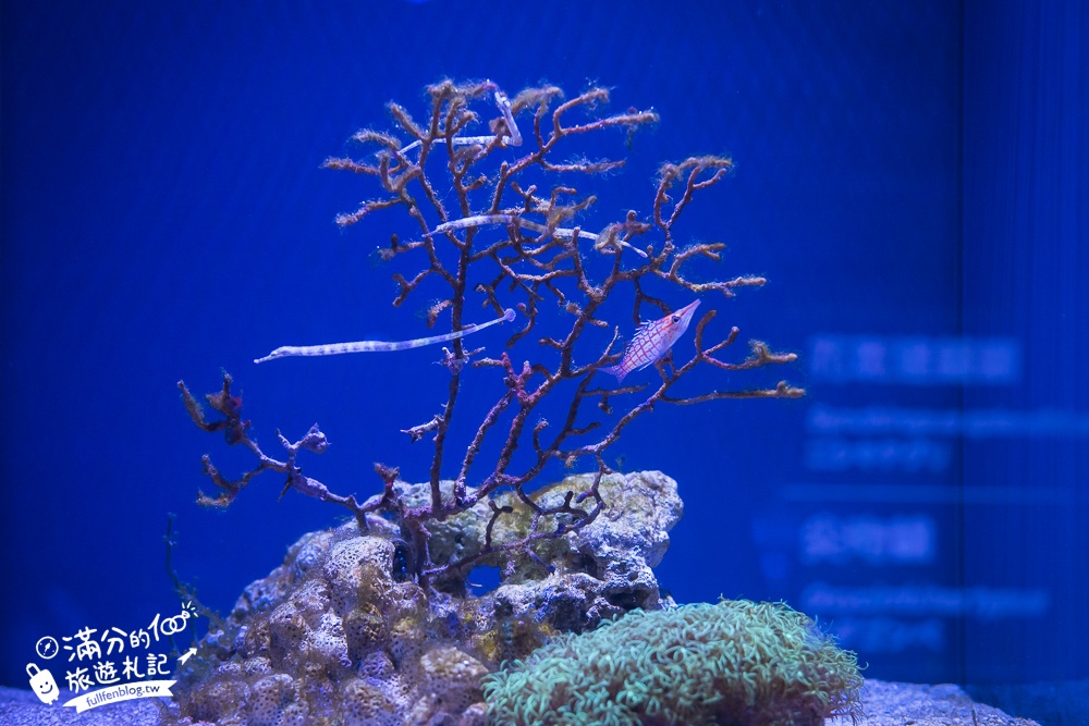 【台中海洋館】好玩嗎？TOP10個亮點帶你玩,台中海洋館沉浸式海洋體驗,最新玩樂攻略＆常見問題!