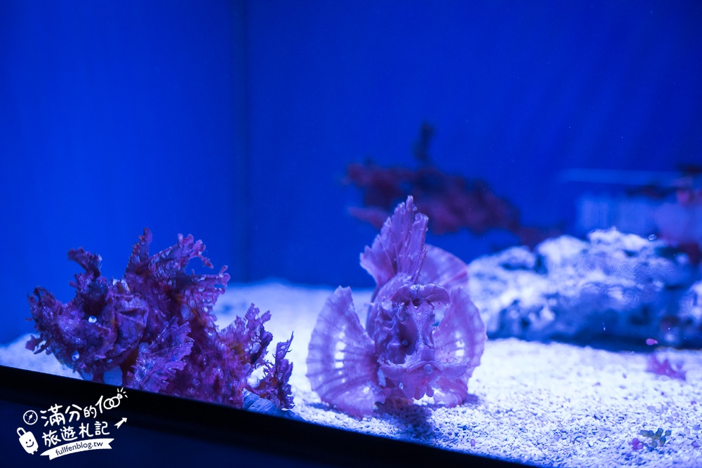 【台中海洋館】好玩嗎？TOP10個亮點帶你玩,台中海洋館沉浸式海洋體驗,最新玩樂攻略＆常見問題!