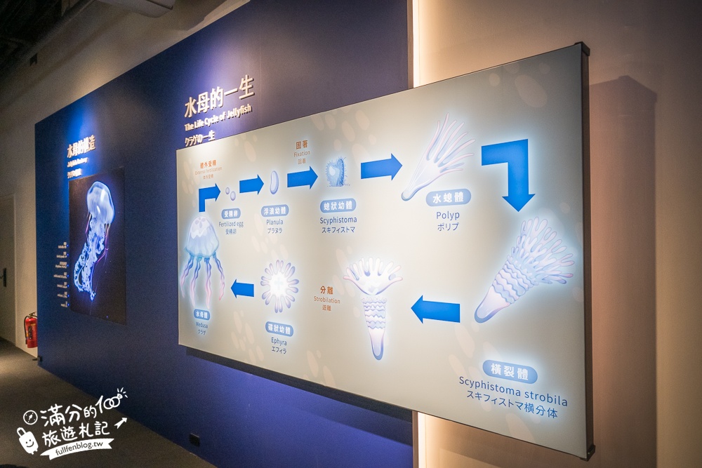 【台中海洋館】好玩嗎？TOP10個亮點帶你玩,台中海洋館沉浸式海洋體驗,最新玩樂攻略＆常見問題!