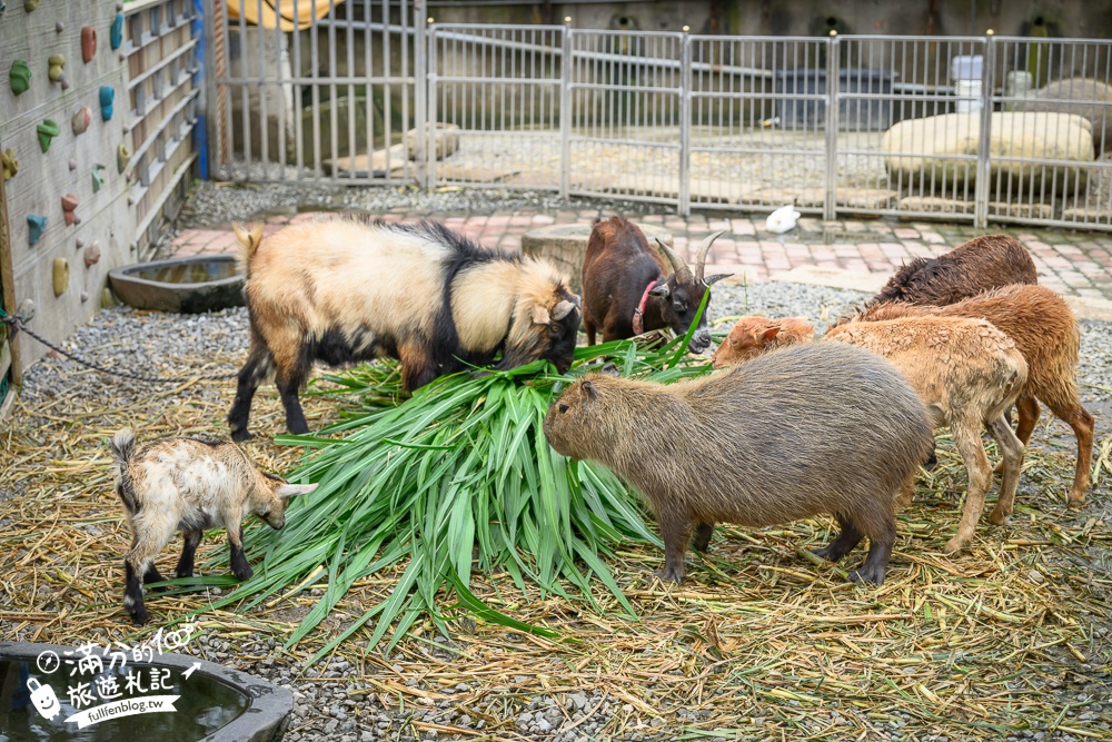萬里【Time奶奶·樹屋咖啡樂園】低消只要100元,在精靈樹屋裡下午茶.還能和水豚.侏儒山羊.陸龜一起玩!