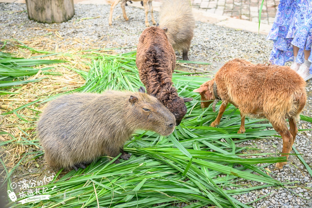 萬里【Time奶奶·樹屋咖啡樂園】低消只要100元,在精靈樹屋裡下午茶.還能和水豚.侏儒山羊.陸龜一起玩!