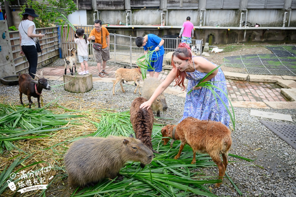 萬里【Time奶奶·樹屋咖啡樂園】低消只要100元,在精靈樹屋裡下午茶.還能和水豚.侏儒山羊.陸龜一起玩!