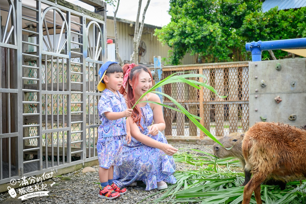 萬里【Time奶奶·樹屋咖啡樂園】低消只要100元,在精靈樹屋裡下午茶.還能和水豚.侏儒山羊.陸龜一起玩!