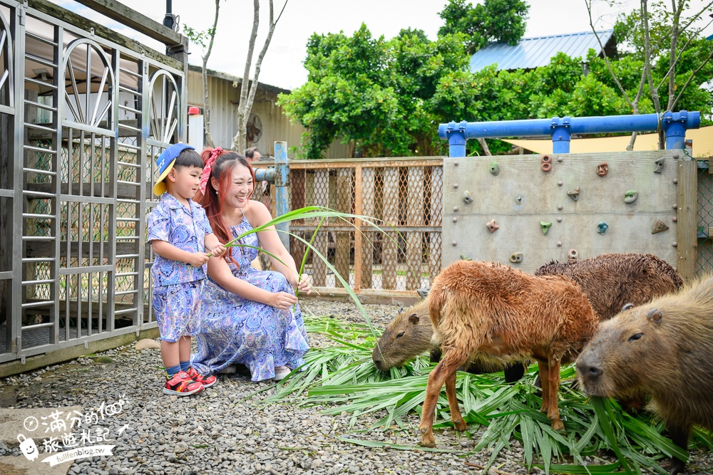 萬里【Time奶奶·樹屋咖啡樂園】低消只要100元,在精靈樹屋裡下午茶.還能和水豚.侏儒山羊.陸龜一起玩!