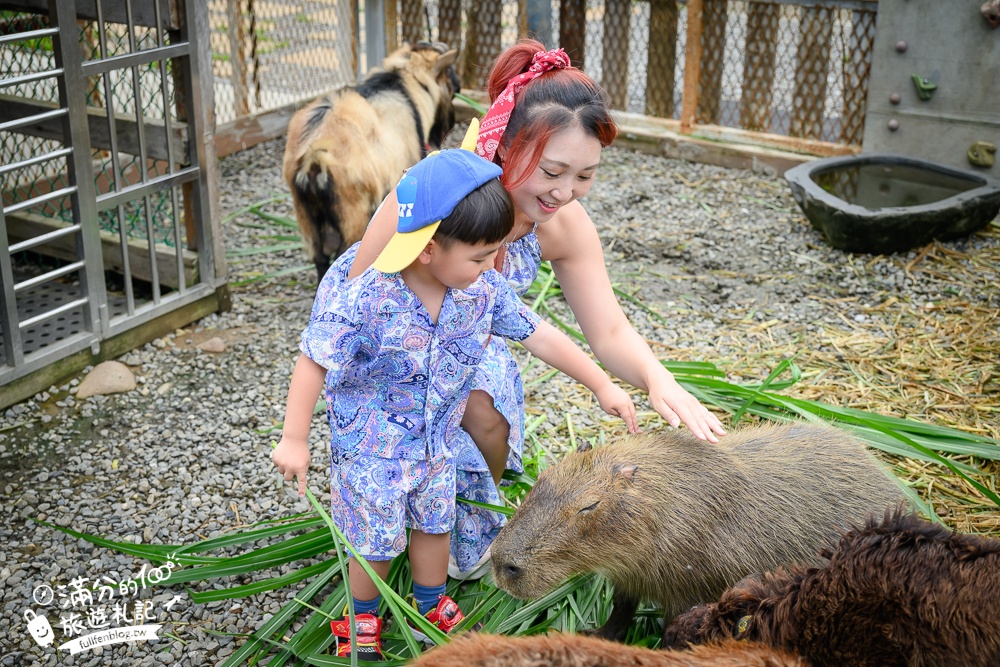 萬里【Time奶奶·樹屋咖啡樂園】低消只要100元,在精靈樹屋裡下午茶.還能和水豚.侏儒山羊.陸龜一起玩!