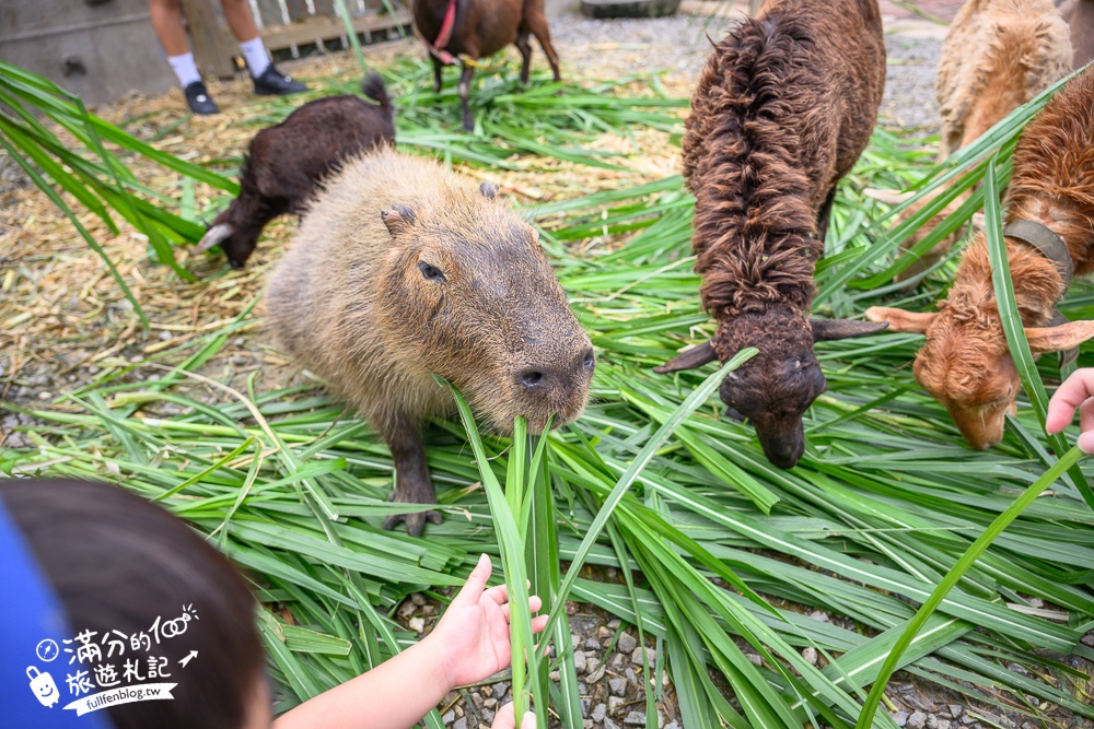 萬里【Time奶奶·樹屋咖啡樂園】低消只要100元,在精靈樹屋裡下午茶.還能和水豚.侏儒山羊.陸龜一起玩!