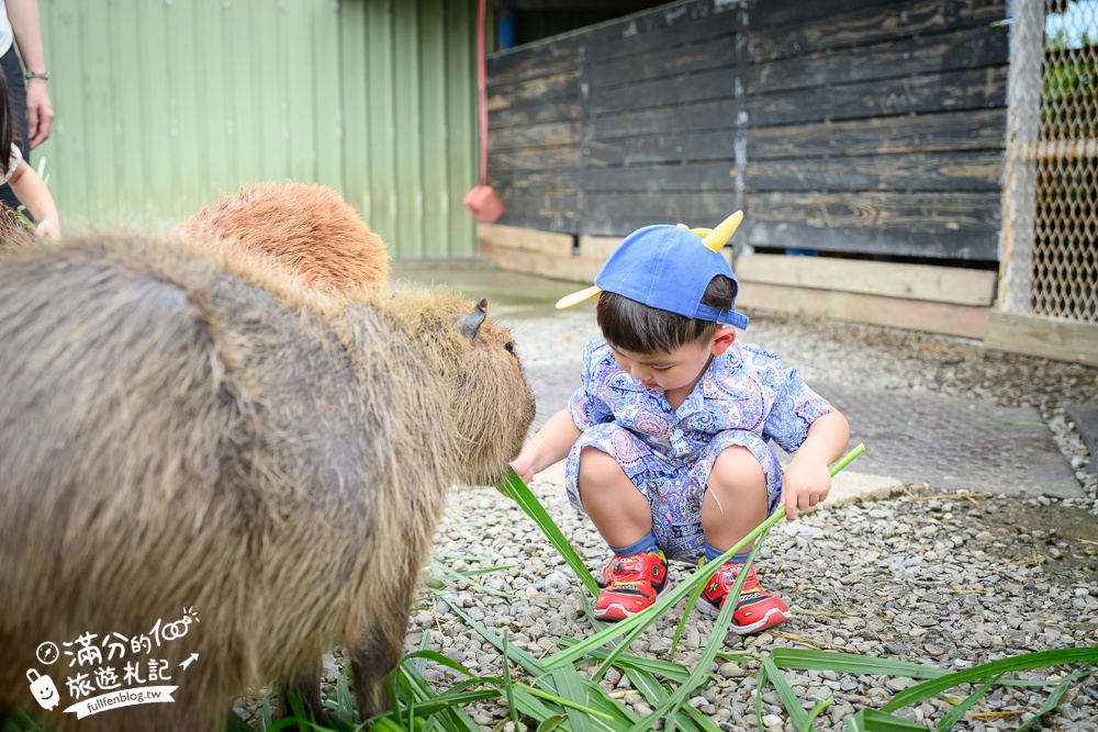萬里【Time奶奶·樹屋咖啡樂園】低消只要100元,在精靈樹屋裡下午茶.還能和水豚.侏儒山羊.陸龜一起玩!