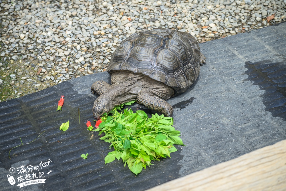 萬里【Time奶奶·樹屋咖啡樂園】低消只要100元,在精靈樹屋裡下午茶.還能和水豚.侏儒山羊.陸龜一起玩!