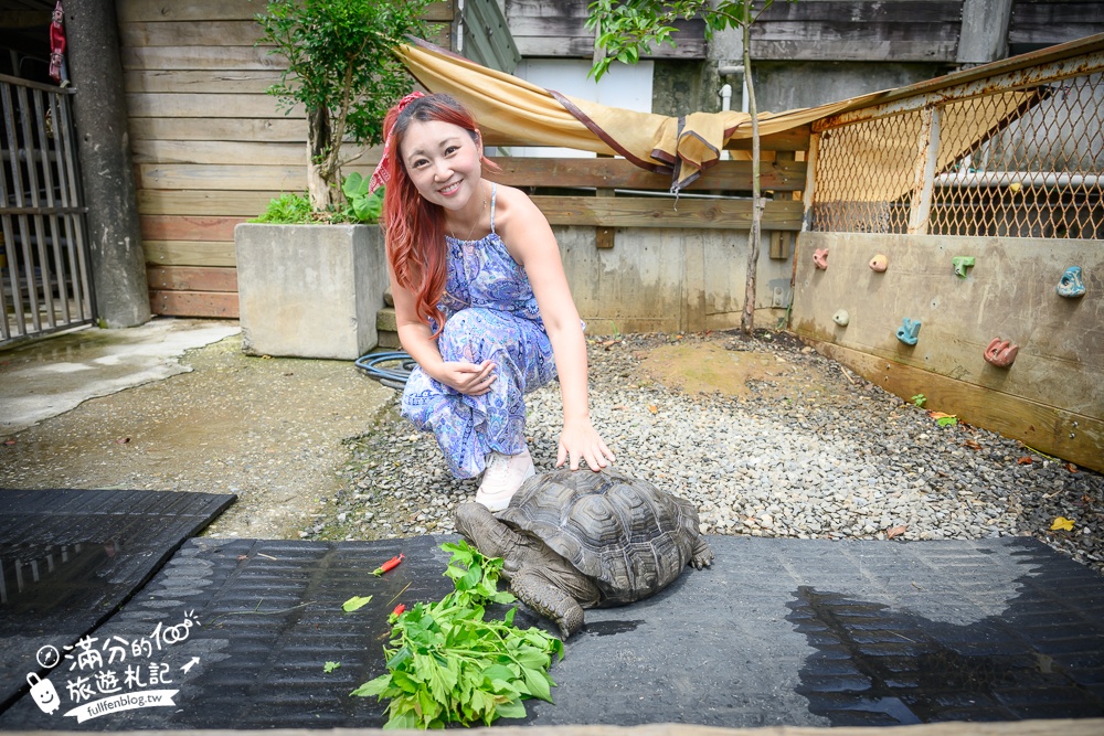 萬里【Time奶奶·樹屋咖啡樂園】低消只要100元,在精靈樹屋裡下午茶.還能和水豚.侏儒山羊.陸龜一起玩!