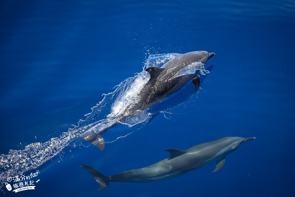【2025花蓮市區景點一日遊】TOP10花蓮市區景點推薦,最新將軍村.看野生海豚.吃美食.逛夜市.花蓮市區親子海景飯店推薦!