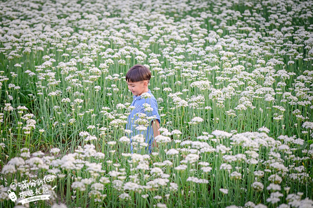 【2025桃園大溪韭菜花季】桃園大溪浪漫9月雪,季節限定的夢幻白雪花海!