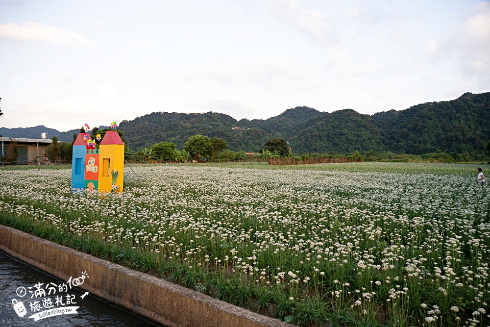 【2025桃園大溪韭菜花季】桃園大溪浪漫9月雪,季節限定的夢幻白雪花海!