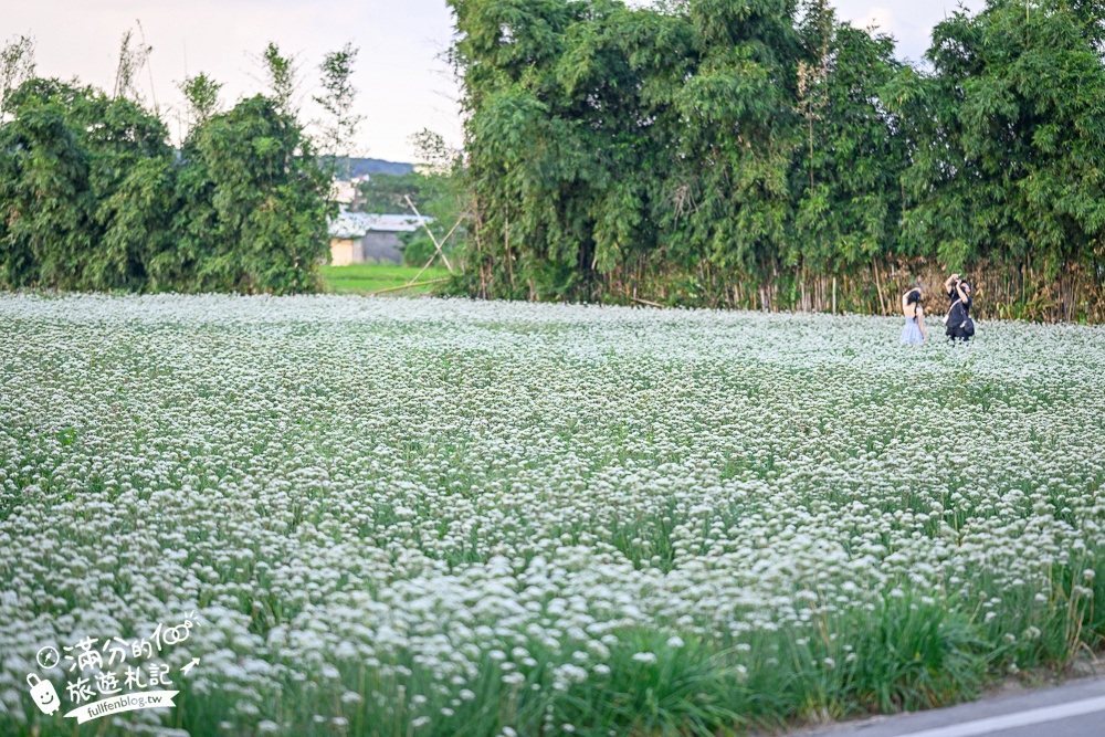 【2025桃園大溪韭菜花季】桃園大溪浪漫9月雪,季節限定的夢幻白雪花海!
