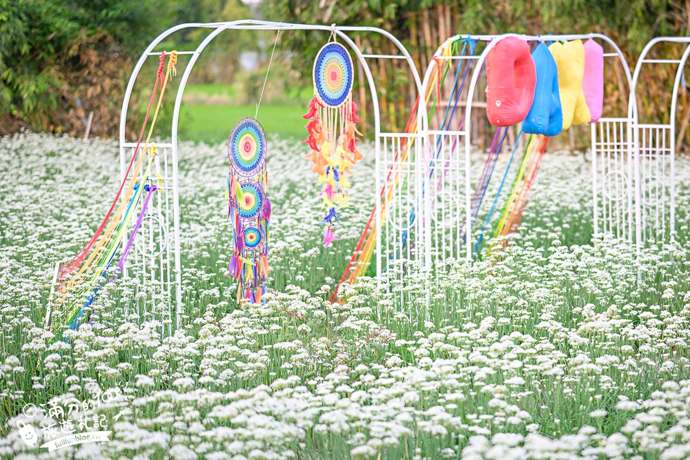 【2025桃園大溪韭菜花季】桃園大溪浪漫9月雪,季節限定的夢幻白雪花海!