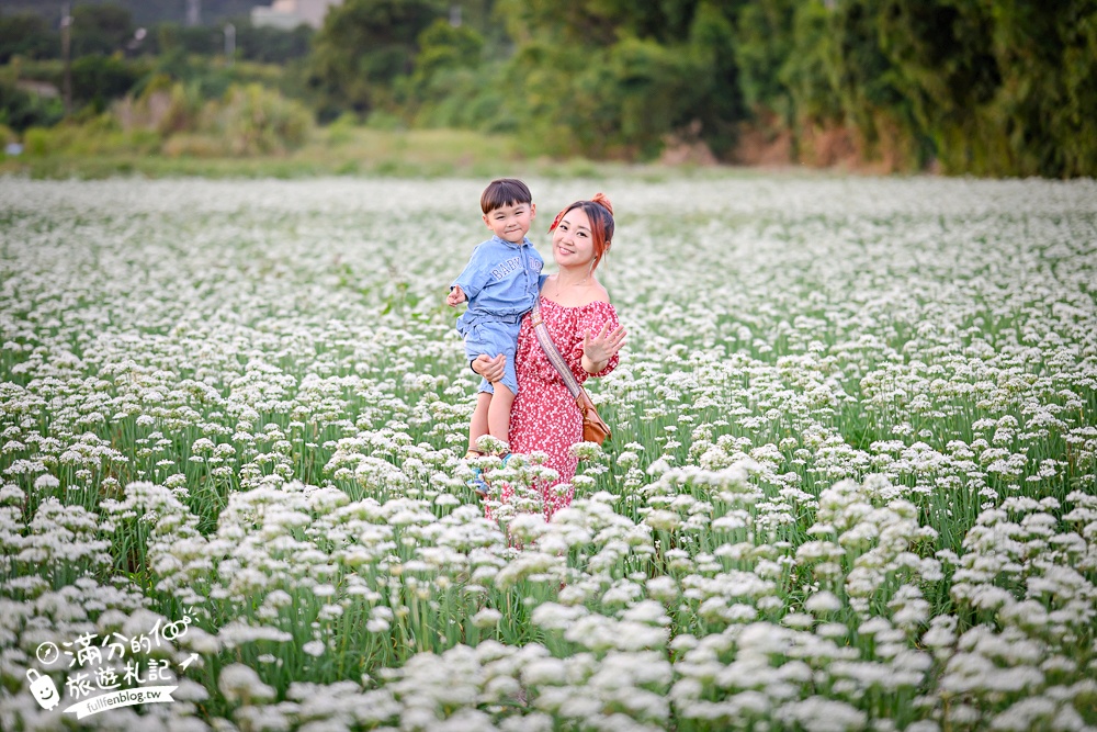 【2025桃園大溪韭菜花季】桃園大溪浪漫9月雪,季節限定的夢幻白雪花海!