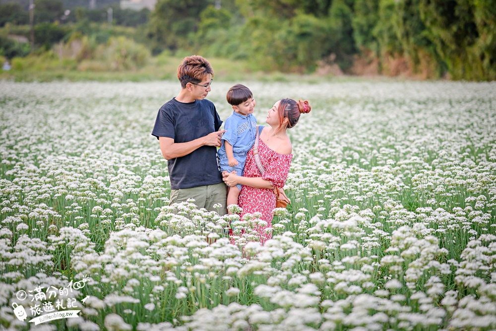 【2025桃園大溪韭菜花季】桃園大溪浪漫9月雪,季節限定的夢幻白雪花海!