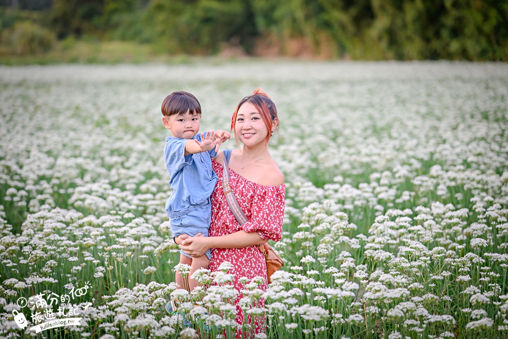 【2025桃園大溪韭菜花季】桃園大溪浪漫9月雪,季節限定的夢幻白雪花海!