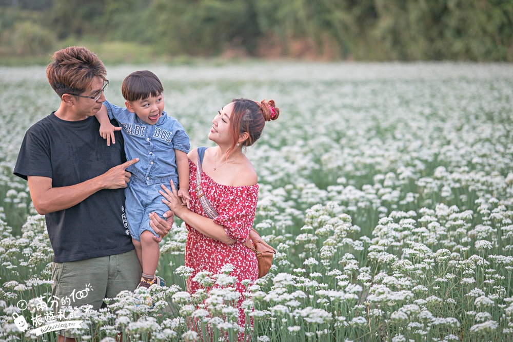【2025桃園大溪韭菜花季】桃園大溪浪漫9月雪,季節限定的夢幻白雪花海!