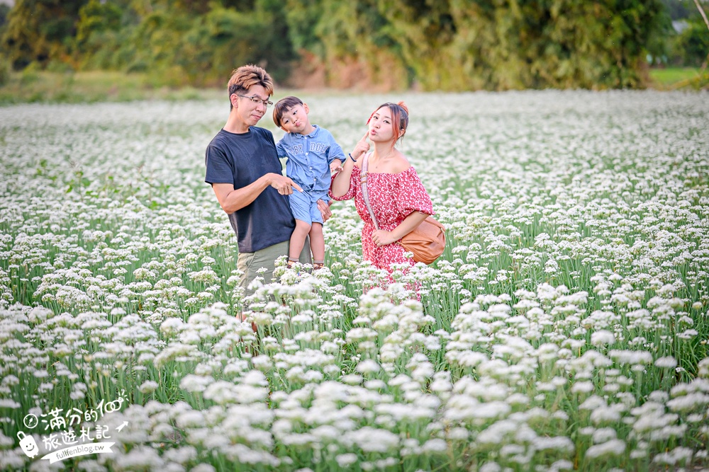 【2025桃園大溪韭菜花季】桃園大溪浪漫9月雪,季節限定的夢幻白雪花海!