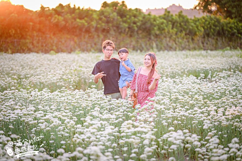 【2025桃園大溪韭菜花季】桃園大溪浪漫9月雪,季節限定的夢幻白雪花海!