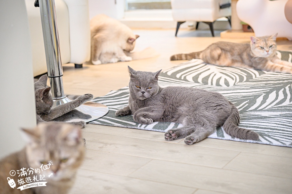 屏東新景點【茵茵喵喵貓咪咖啡館】座落枋寮彩虹藝鐵小鎮,與貓咪互動玩樂,還能玩拍繽紛彩色聚落! 屏東新景點【茵茵喵喵貓咪咖啡館】座落枋寮彩虹藝鐵小鎮,與貓咪互動玩樂,還能玩拍繽紛彩色聚落!