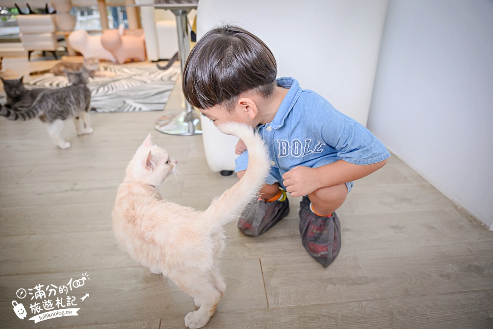 屏東新景點【茵茵喵喵貓咪咖啡館】座落枋寮彩虹藝鐵小鎮,與貓咪互動玩樂,還能玩拍繽紛彩色聚落! 屏東新景點【茵茵喵喵貓咪咖啡館】座落枋寮彩虹藝鐵小鎮,與貓咪互動玩樂,還能玩拍繽紛彩色聚落!