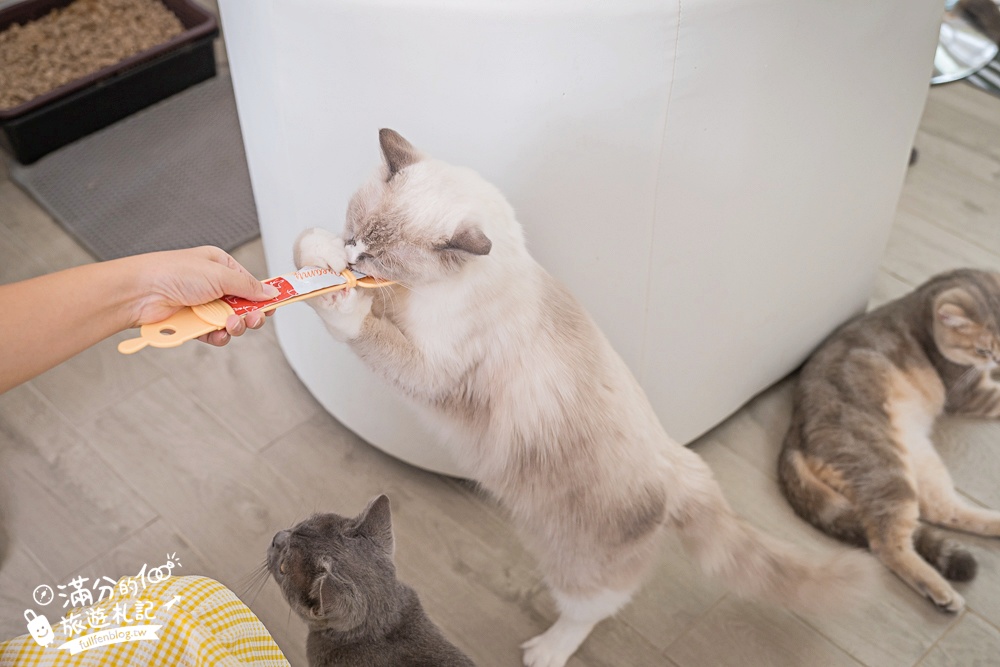 屏東新景點【茵茵喵喵貓咪咖啡館】座落枋寮彩虹藝鐵小鎮,與貓咪互動玩樂,還能玩拍繽紛彩色聚落! 屏東新景點【茵茵喵喵貓咪咖啡館】座落枋寮彩虹藝鐵小鎮,與貓咪互動玩樂,還能玩拍繽紛彩色聚落!