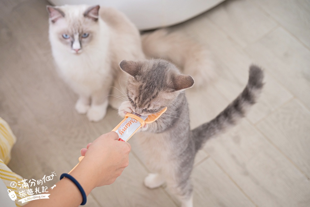 屏東新景點【茵茵喵喵貓咪咖啡館】座落枋寮彩虹藝鐵小鎮,與貓咪互動玩樂,還能玩拍繽紛彩色聚落! 屏東新景點【茵茵喵喵貓咪咖啡館】座落枋寮彩虹藝鐵小鎮,與貓咪互動玩樂,還能玩拍繽紛彩色聚落!