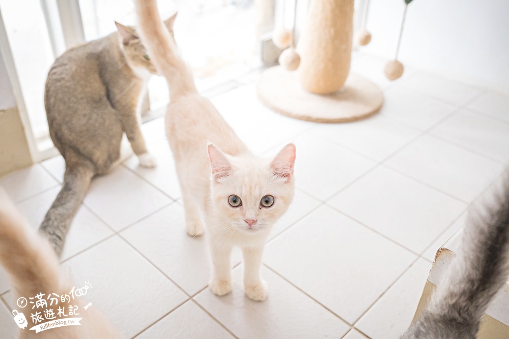 屏東新景點【茵茵喵喵貓咪咖啡館】座落枋寮彩虹藝鐵小鎮,與貓咪互動玩樂,還能玩拍繽紛彩色聚落! 屏東新景點【茵茵喵喵貓咪咖啡館】座落枋寮彩虹藝鐵小鎮,與貓咪互動玩樂,還能玩拍繽紛彩色聚落!
