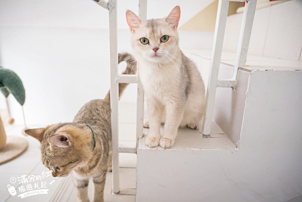 屏東新景點【茵茵喵喵貓咪咖啡館】座落枋寮彩虹藝鐵小鎮,與貓咪互動玩樂,還能玩拍繽紛彩色聚落! 屏東新景點【茵茵喵喵貓咪咖啡館】座落枋寮彩虹藝鐵小鎮,與貓咪互動玩樂,還能玩拍繽紛彩色聚落!