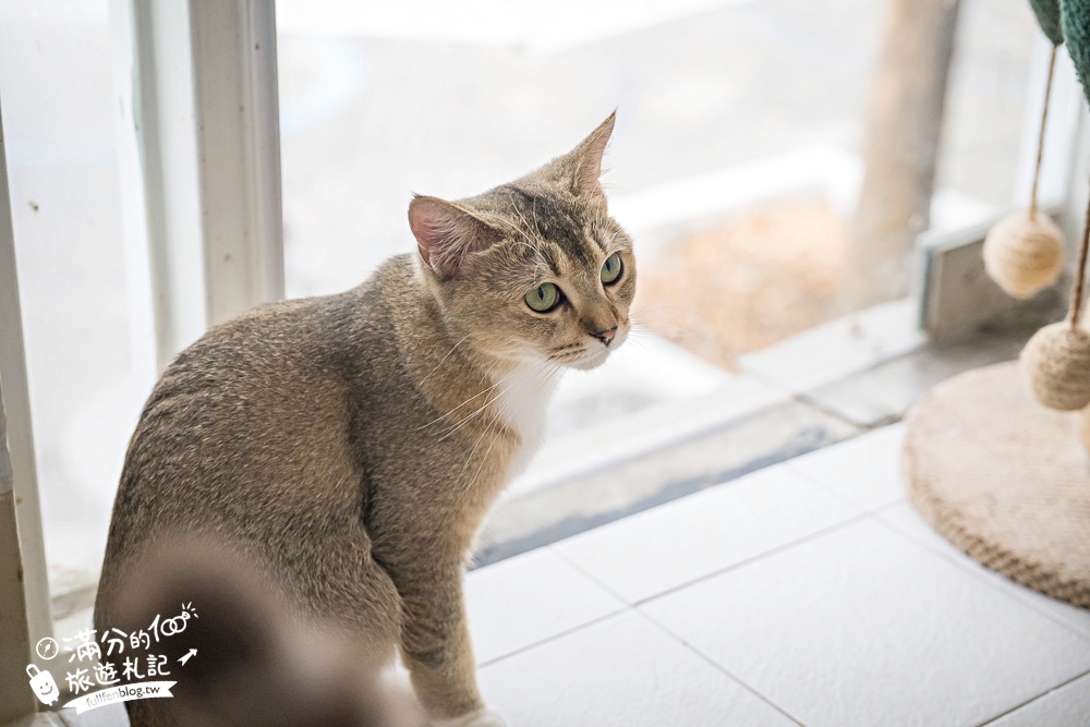 屏東新景點【茵茵喵喵貓咪咖啡館】座落枋寮彩虹藝鐵小鎮,與貓咪互動玩樂,還能玩拍繽紛彩色聚落! 屏東新景點【茵茵喵喵貓咪咖啡館】座落枋寮彩虹藝鐵小鎮,與貓咪互動玩樂,還能玩拍繽紛彩色聚落!
