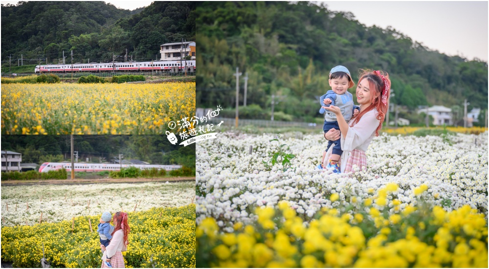 【2025銅鑼杭菊生活節】苗栗下起11月雪.白雪花海＆金色花毯雙色齊放.肥滾小圓花數大之美好壯觀!