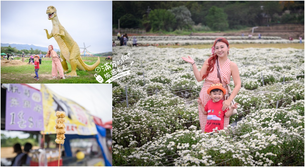 【2025銅鑼杭菊生活節】苗栗下起11月雪.白雪花海＆金色花毯雙色齊放.肥滾小圓花數大之美好壯觀! @滿分的旅遊札記