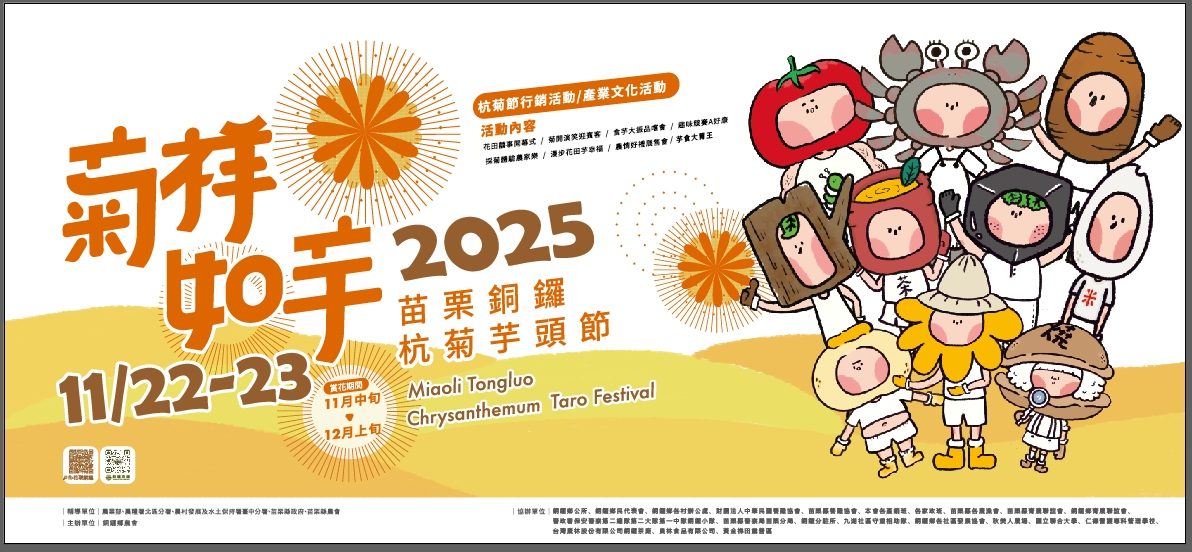 【2025銅鑼杭菊生活節】苗栗下起11月雪.白雪花海＆金色花毯雙色齊放.肥滾小圓花數大之美好壯觀!