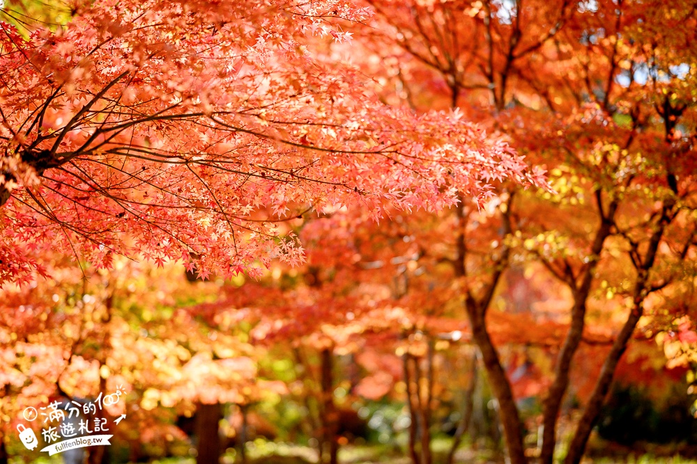 福島景點【塔崖】福島楓葉秘境,走吊橋.看塔型石岩.拜菩薩.感受百年溪流斷崖的震撼!