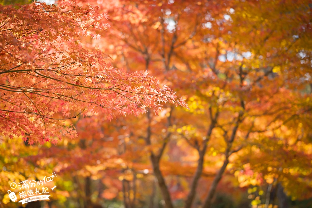 福島景點【塔崖】福島楓葉秘境,走吊橋.看塔型石岩.拜菩薩.感受百年溪流斷崖的震撼!