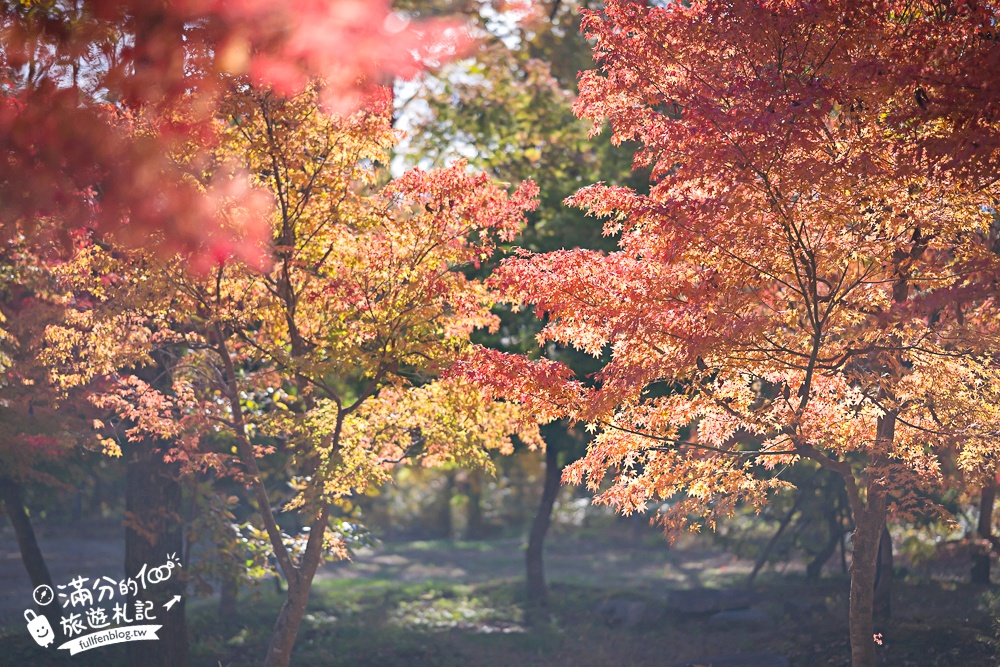 福島景點【塔崖】福島楓葉秘境,走吊橋.看塔型石岩.拜菩薩.感受百年溪流斷崖的震撼!