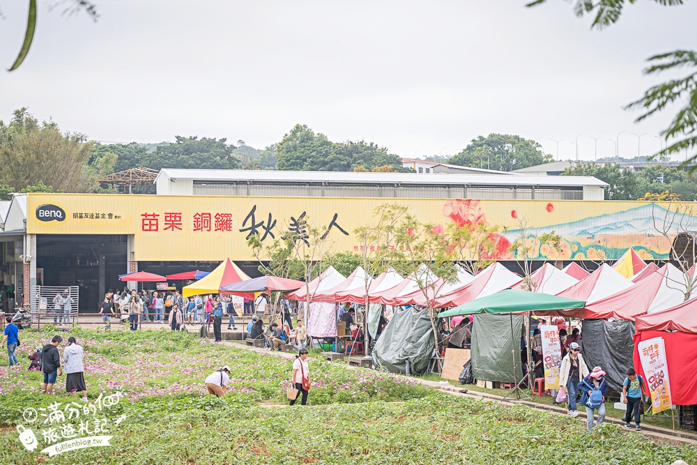 【2025銅鑼杭菊生活節】苗栗下起11月雪.白雪花海＆金色花毯雙色齊放.肥滾小圓花數大之美好壯觀!