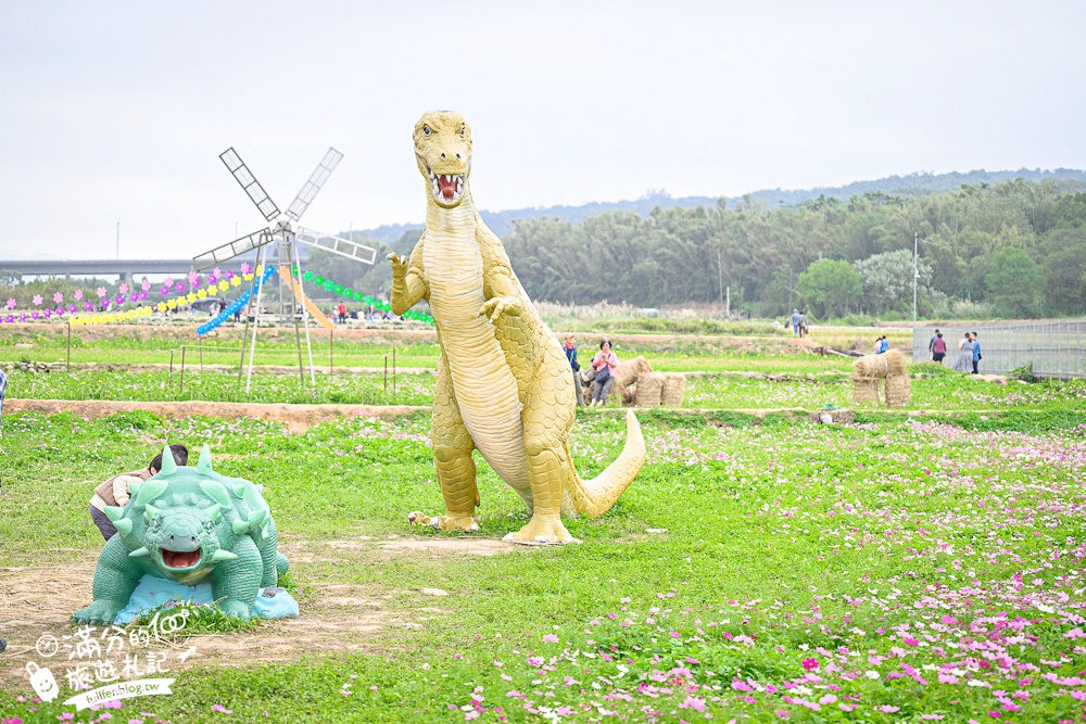 【2025銅鑼杭菊生活節】苗栗下起11月雪.白雪花海＆金色花毯雙色齊放.肥滾小圓花數大之美好壯觀!