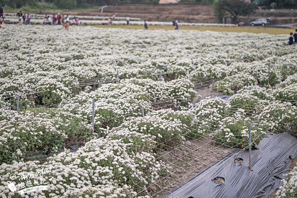 【2025銅鑼杭菊生活節】苗栗下起11月雪.白雪花海＆金色花毯雙色齊放.肥滾小圓花數大之美好壯觀!