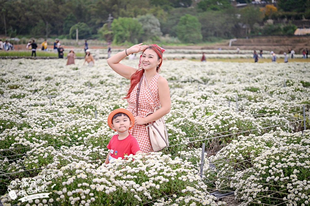 【2025銅鑼杭菊生活節】苗栗下起11月雪.白雪花海＆金色花毯雙色齊放.肥滾小圓花數大之美好壯觀!