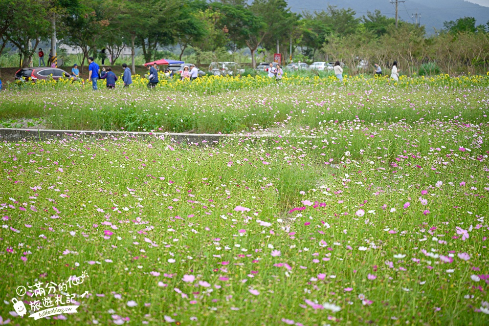 【2025銅鑼杭菊生活節】苗栗下起11月雪.白雪花海＆金色花毯雙色齊放.肥滾小圓花數大之美好壯觀!