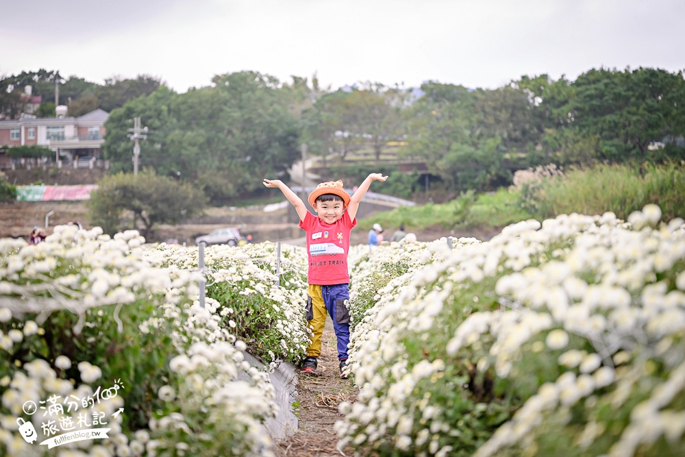 【2025銅鑼杭菊生活節】苗栗下起11月雪.白雪花海＆金色花毯雙色齊放.肥滾小圓花數大之美好壯觀!