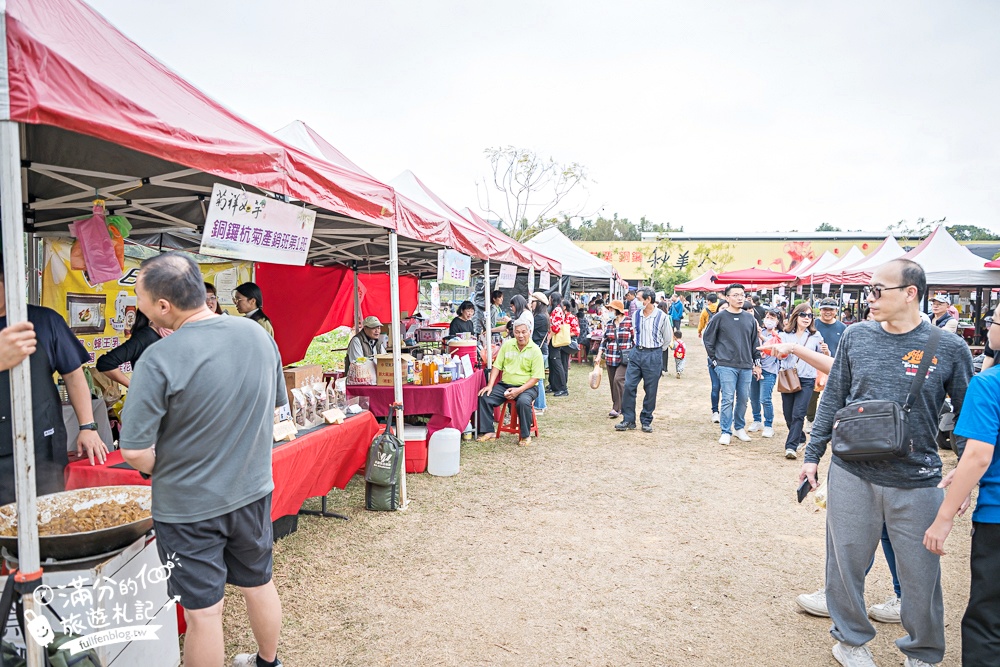 【2025銅鑼杭菊生活節】苗栗下起11月雪.白雪花海＆金色花毯雙色齊放.肥滾小圓花數大之美好壯觀!