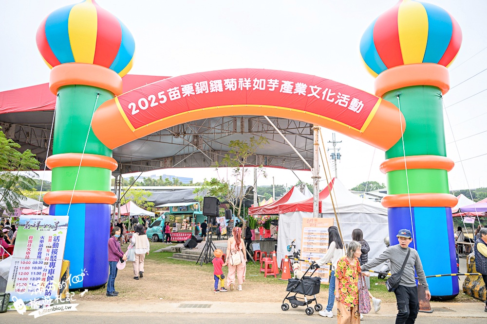 【2025銅鑼杭菊生活節】苗栗下起11月雪.白雪花海＆金色花毯雙色齊放.肥滾小圓花數大之美好壯觀!