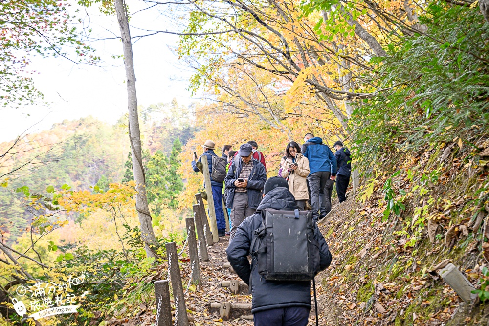 【福島第一只見線鐵橋觀景台】交通方式&火車通行時刻表.鐵道迷必朝聖的仙境美景,日本鐵道景色天花板!
