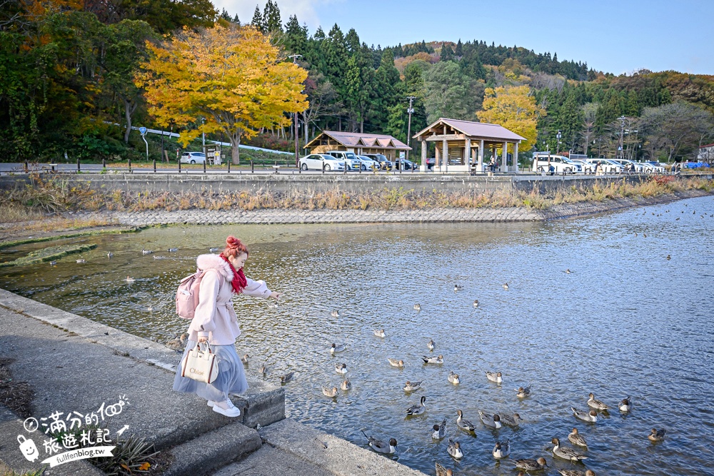 【猪苗代観光船】福島最美天鵝湖.美麗天鵝船＆烏龜造型海上咖啡館.餵小鴨看磐梯山.療癒山水風光超迷人!