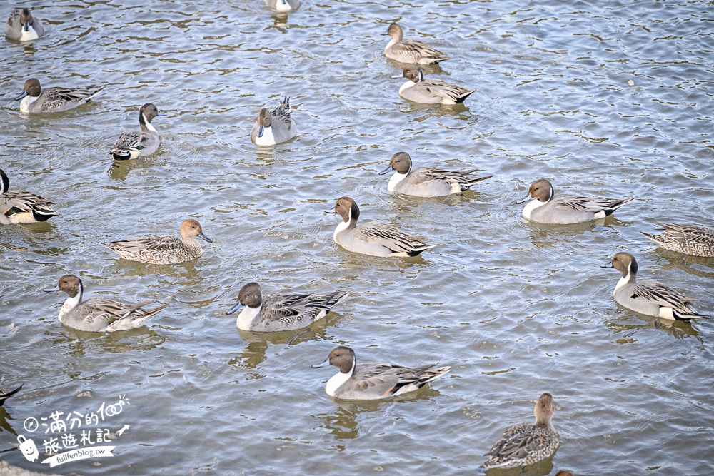 【猪苗代観光船】福島最美天鵝湖.美麗天鵝船＆烏龜造型海上咖啡館.餵小鴨看磐梯山.療癒山水風光超迷人!